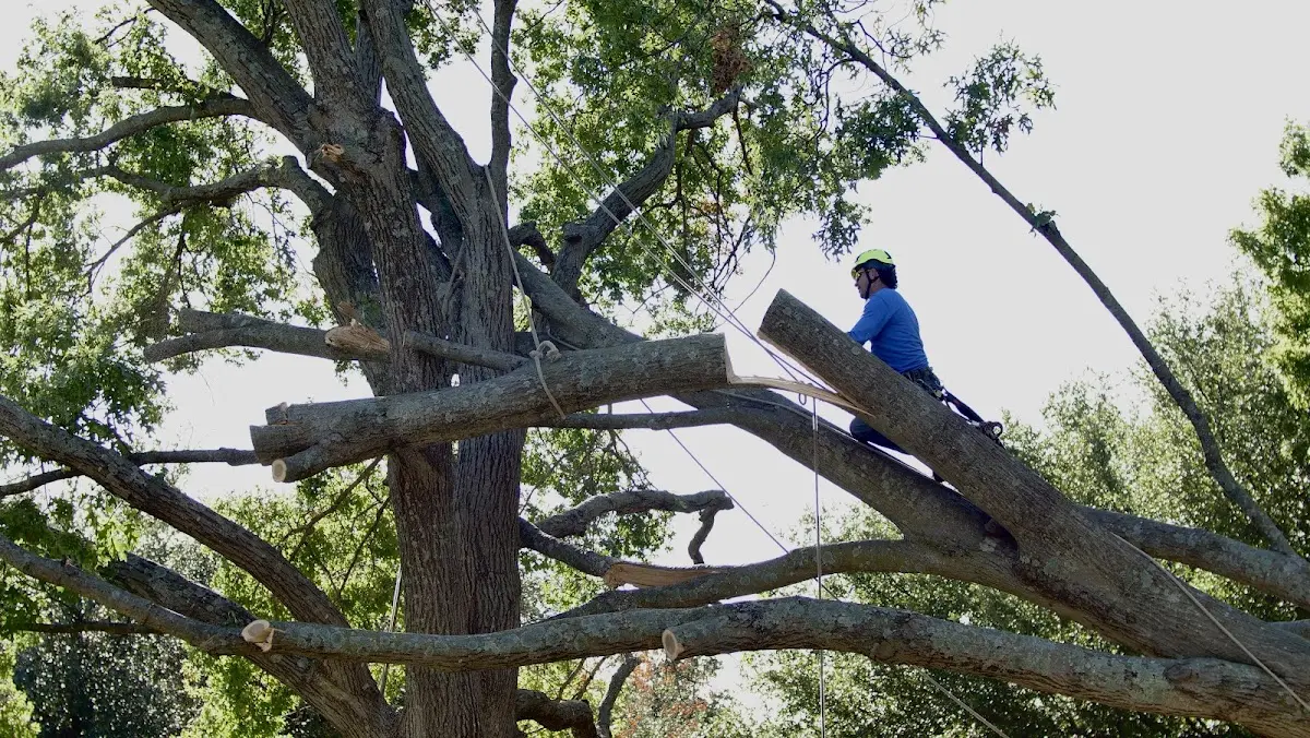 Professional Hazardous Tree Removal performed by certified arborists in West Monroe